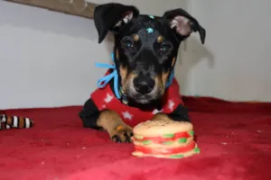 Cachorro raça SRD-ViraLata idade 2 a 6 meses nome Kaiuu