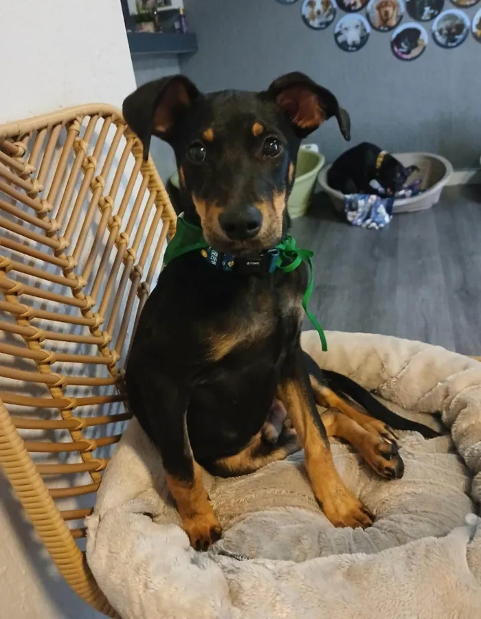 Cachorro ra a SRD-ViraLata idade 2 a 6 meses nome Kaiuu