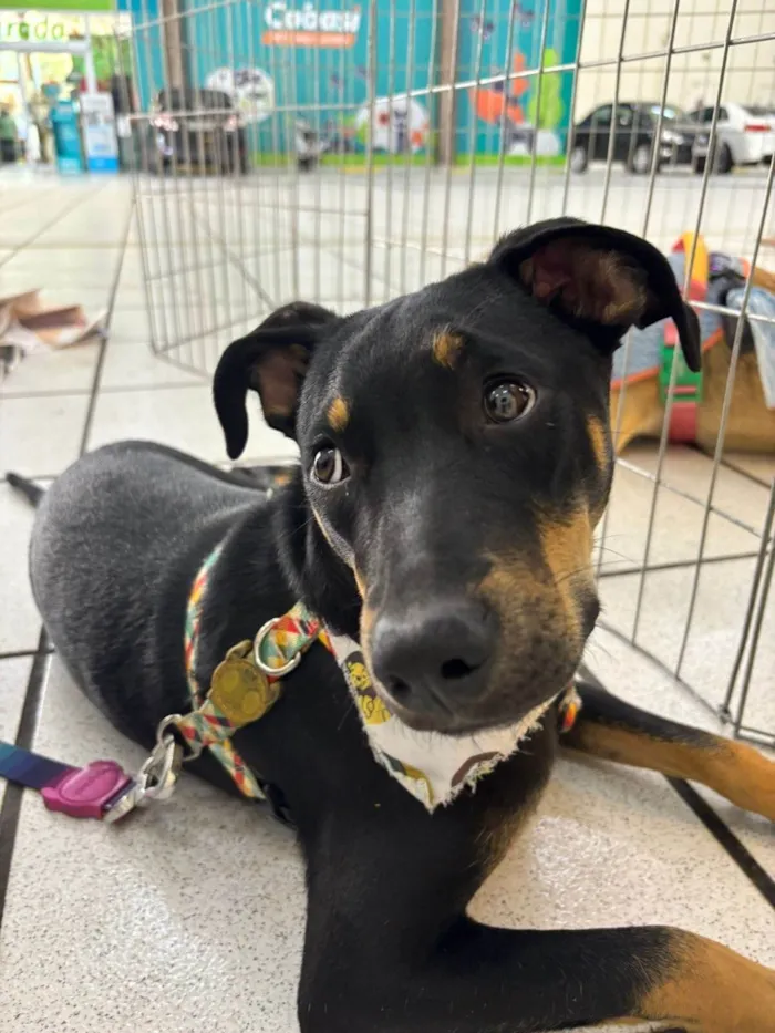 Cachorro ra a SRD-ViraLata idade 2 a 6 meses nome Kaiuu