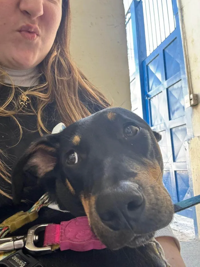 Cachorro ra a SRD-ViraLata idade 2 a 6 meses nome Kaiuu
