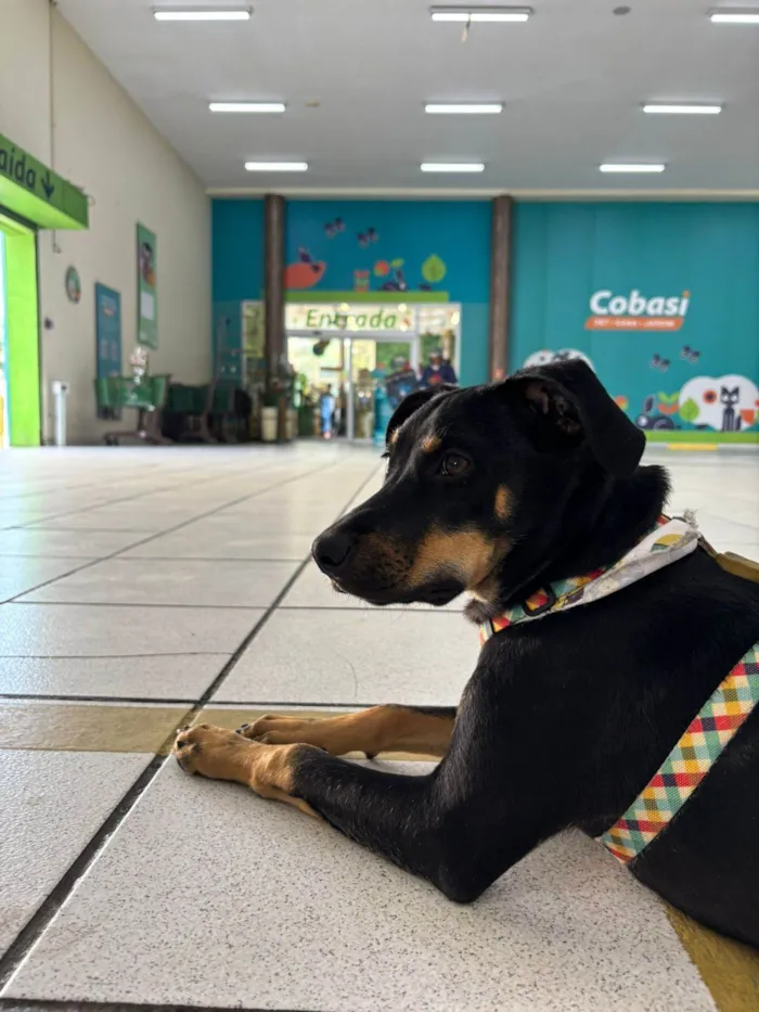 Cachorro ra a SRD-ViraLata idade 2 a 6 meses nome Kaiuu