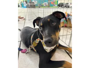 Cachorro raça SRD-ViraLata idade 2 a 6 meses nome Kaiuu