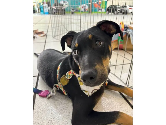 Cachorro ra a SRD-ViraLata idade 2 a 6 meses nome Kaiuu