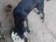 Ébano e Botinha