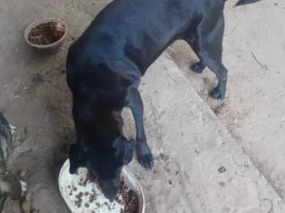 Cachorro raça SRD-ViraLata idade 3 anos nome Ébano e Botinha