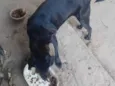 Ébano e Botinha
