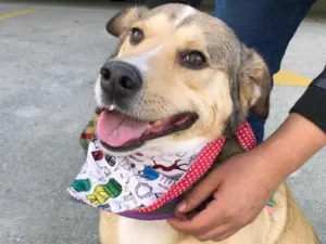 Cachorro raça SRD-ViraLata idade 2 anos nome Tarzan