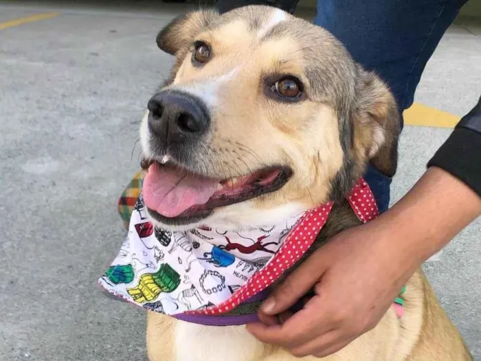 Cachorro ra a SRD-ViraLata idade 2 anos nome Tarzan