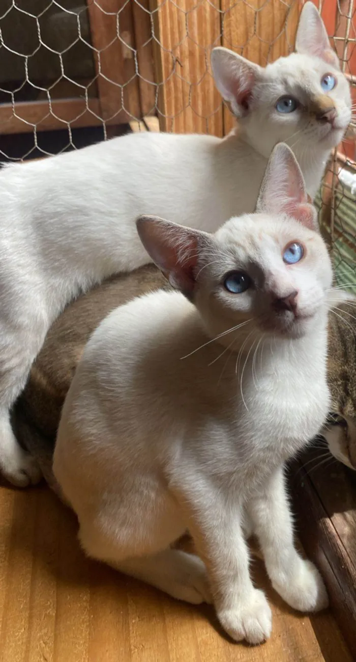 Gato ra a SRD-ViraLata idade 2 a 6 meses nome Irmãos coragem 