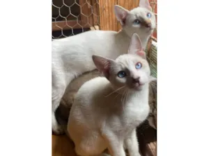 Gato raça SRD-ViraLata idade 2 a 6 meses nome Irmãos coragem 
