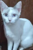 Belíssima