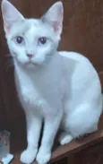 Belíssima
