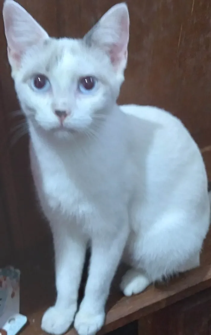 Gato ra a SRD-ViraLata idade 2 a 6 meses nome Belíssima