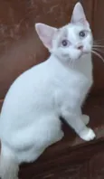 Belíssima