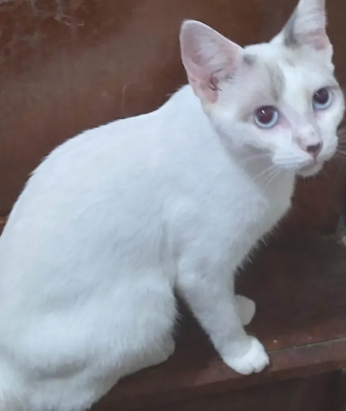 Gato ra a SRD-ViraLata idade 2 a 6 meses nome Belíssima