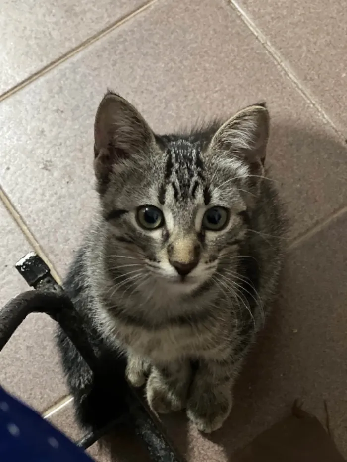 Gato ra a SRD-ViraLata idade 2 a 6 meses nome Tana 