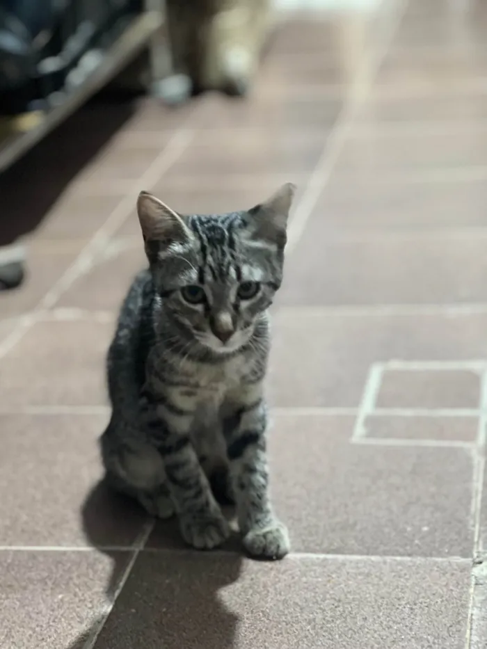 Gato ra a SRD-ViraLata idade 2 a 6 meses nome Tana 
