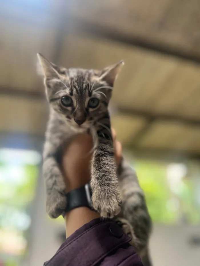 Gato ra a SRD-ViraLata idade 2 a 6 meses nome Tana 