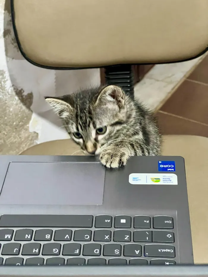 Gato ra a SRD-ViraLata idade 2 a 6 meses nome Tana 