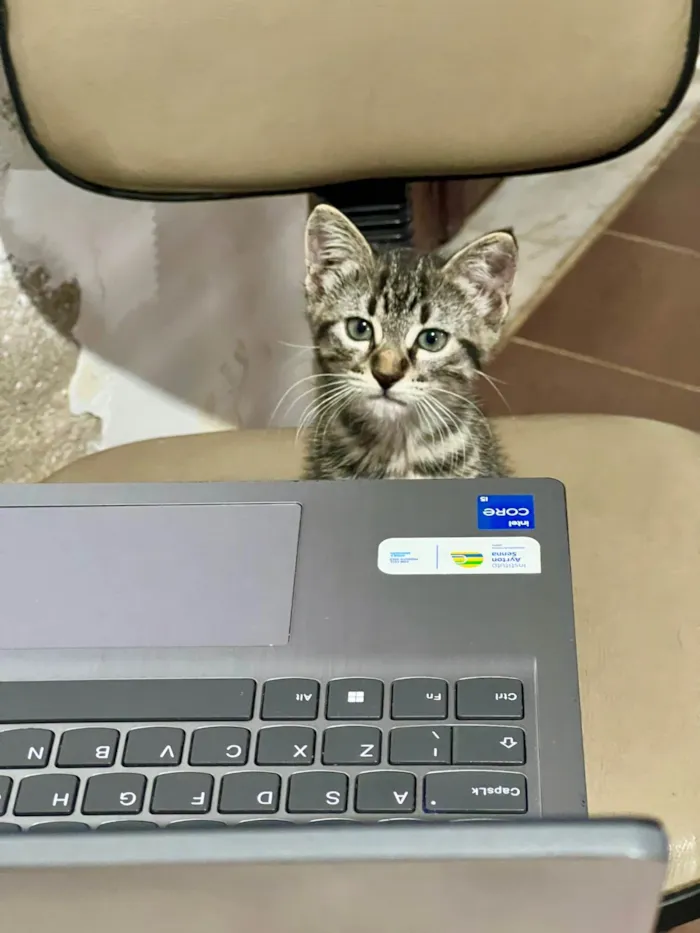 Gato ra a SRD-ViraLata idade 2 a 6 meses nome Tana 