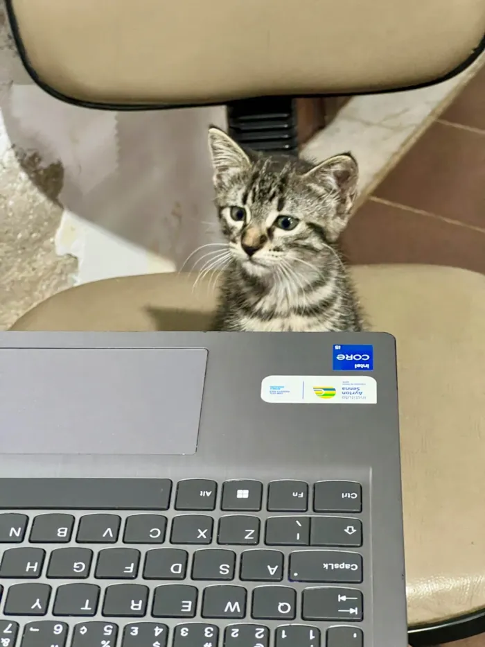 Gato ra a SRD-ViraLata idade 2 a 6 meses nome Tana 