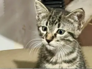Gato raça SRD-ViraLata idade 2 a 6 meses nome Tana 