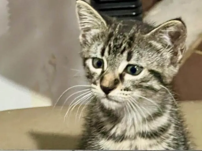 Gato ra a SRD-ViraLata idade 2 a 6 meses nome Tana 