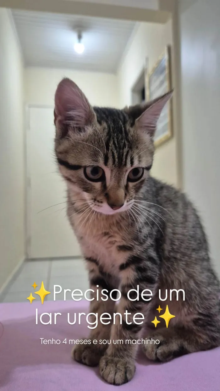 Gato ra a SRD-ViraLata idade 2 a 6 meses nome Sem nome 