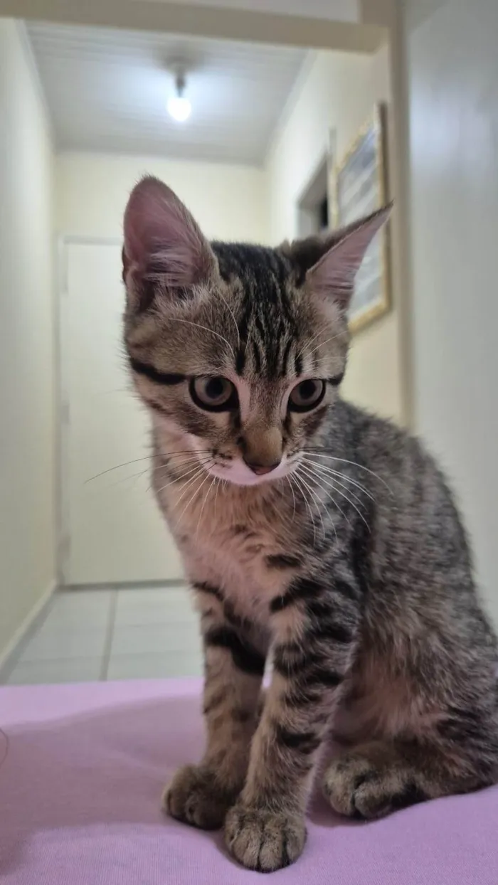 Gato ra a SRD-ViraLata idade 2 a 6 meses nome Sem nome 