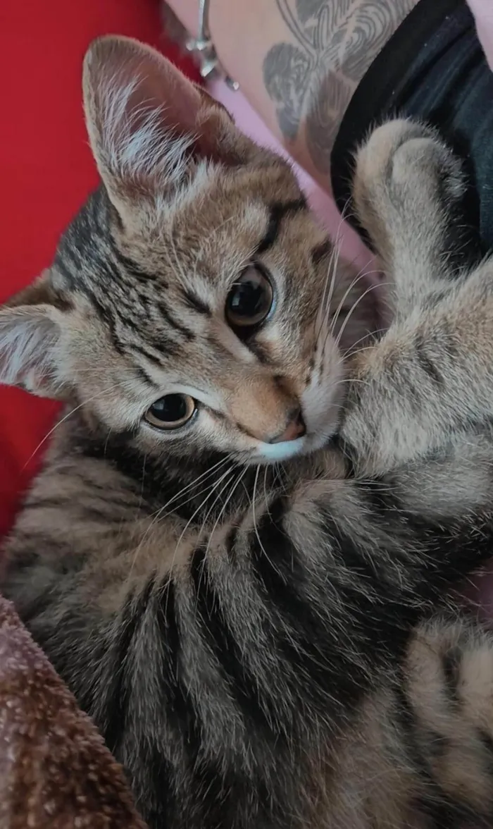 Gato ra a SRD-ViraLata idade 2 a 6 meses nome Sem nome 