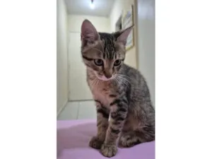 Gato raça SRD-ViraLata idade 2 a 6 meses nome Sem nome 