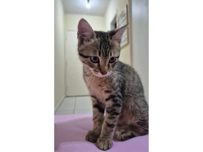 Gato ra a SRD-ViraLata idade 2 a 6 meses nome Sem nome 