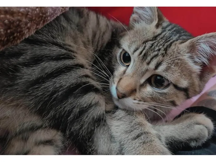 Gato ra a SRD-ViraLata idade 2 a 6 meses nome Sem nome 