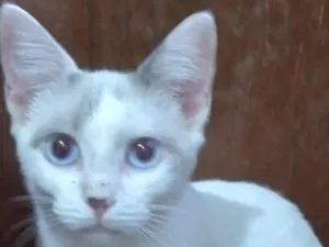 Gato raça SRD-ViraLata idade 2 a 6 meses nome Belíssima