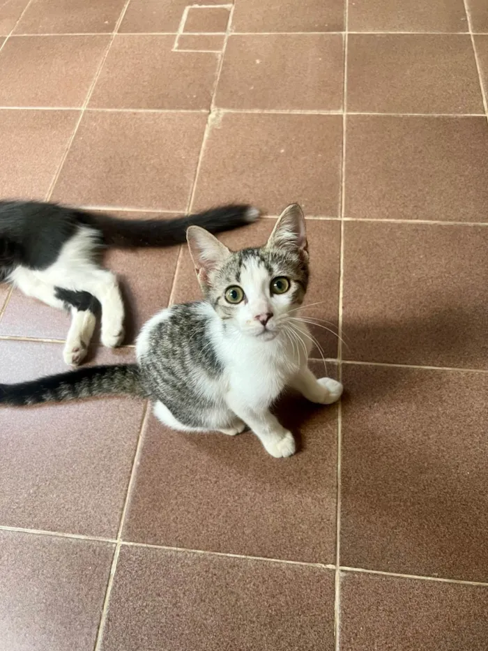 Gato ra a SRD-ViraLata idade 2 a 6 meses nome Princesa