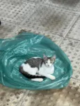 Princesa