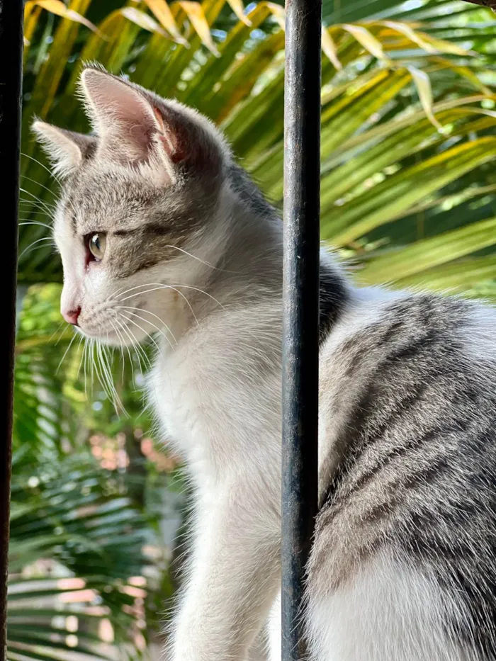 Gato ra a SRD-ViraLata idade 2 a 6 meses nome Princesa