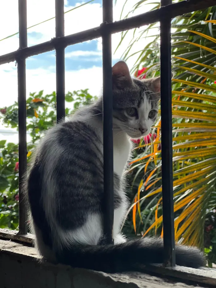 Gato ra a SRD-ViraLata idade 2 a 6 meses nome Princesa