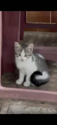 Princesa