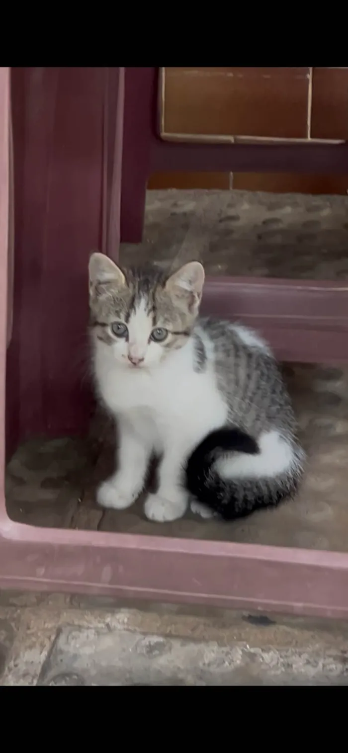 Gato ra a SRD-ViraLata idade 2 a 6 meses nome Princesa