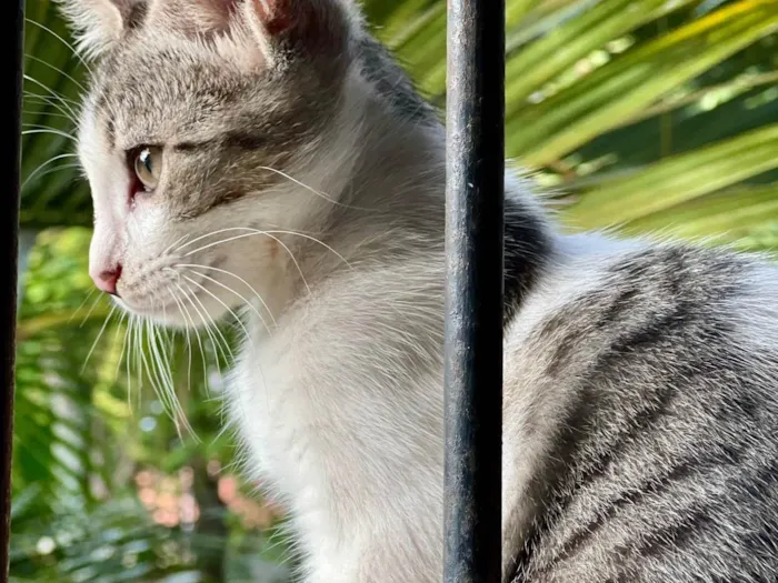 Gato ra a SRD-ViraLata idade 2 a 6 meses nome Princesa