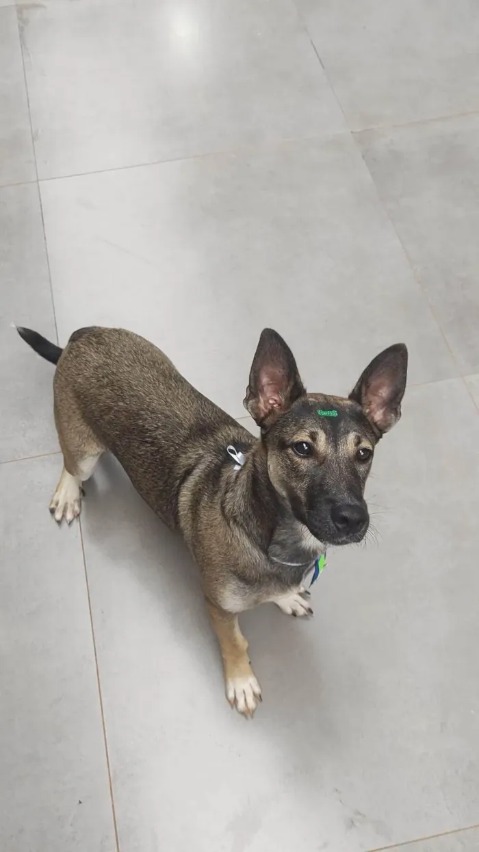 Cachorro ra a SRD-ViraLata idade 1 ano nome Thor