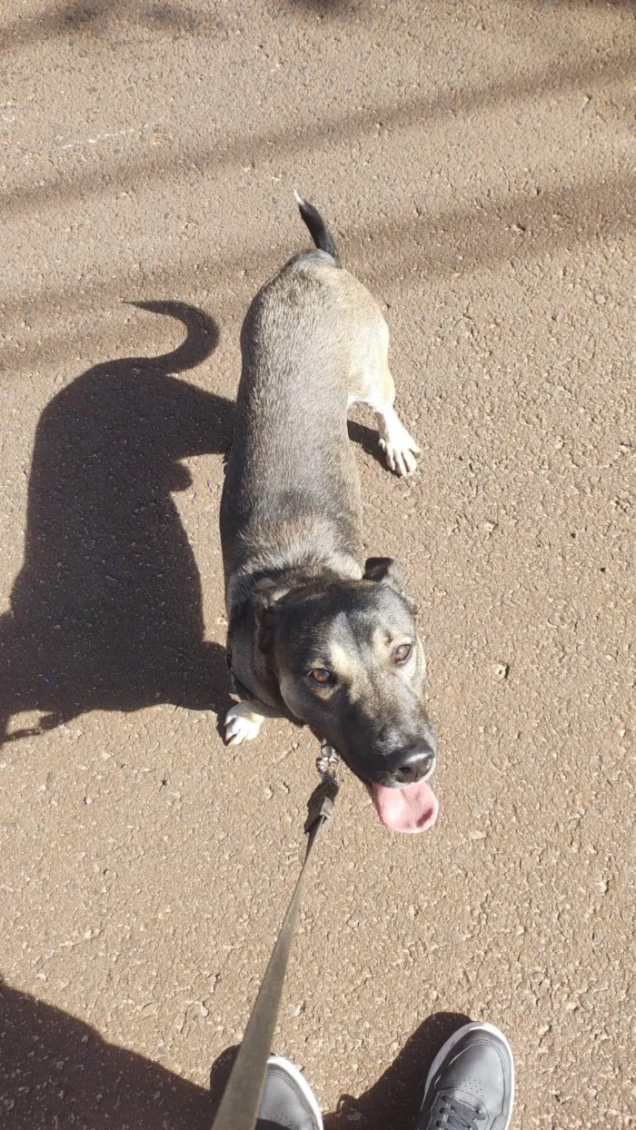 Cachorro ra a SRD-ViraLata idade 1 ano nome Thor