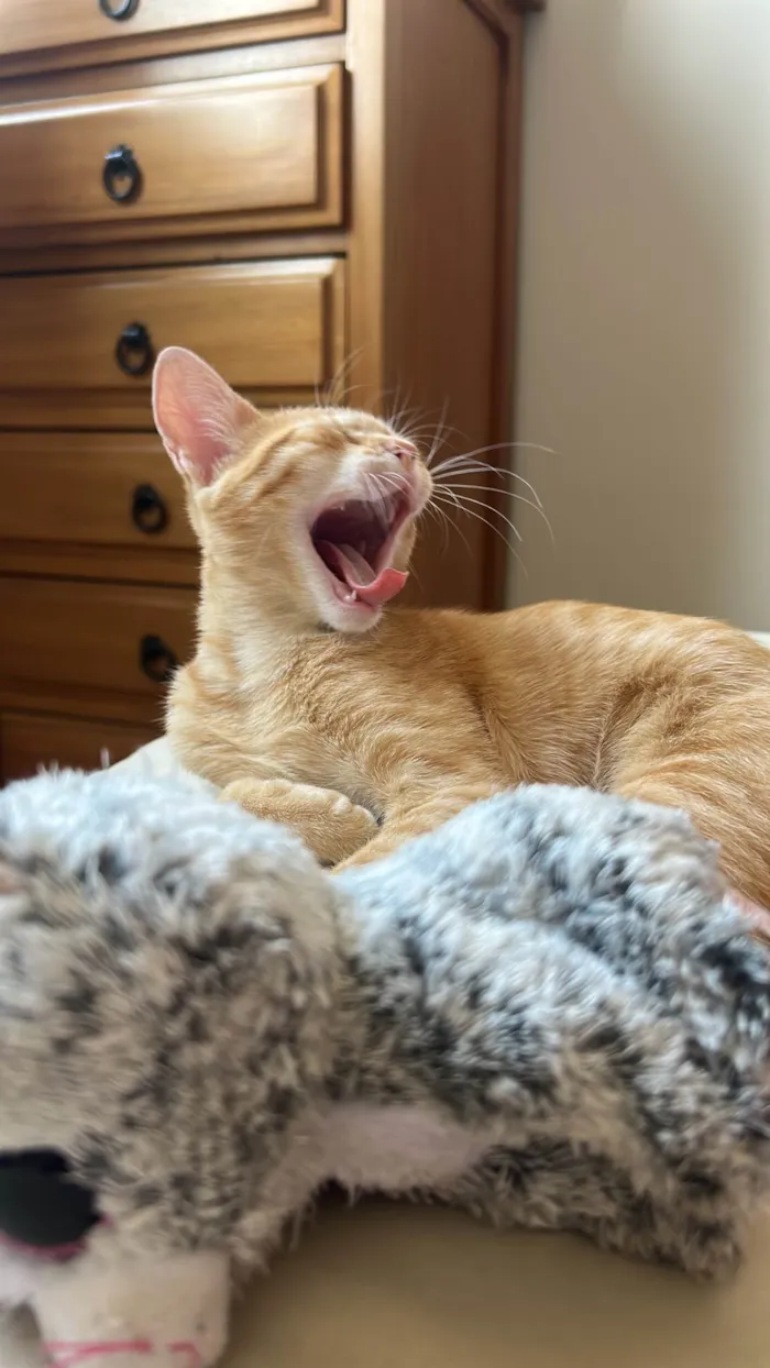 Gato ra a SRD-ViraLata idade 2 a 6 meses nome Batata