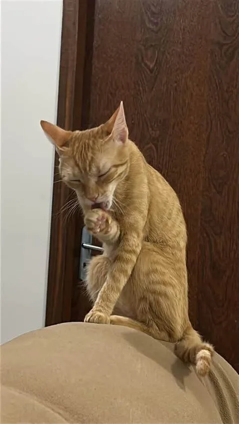 Gato ra a SRD-ViraLata idade 2 a 6 meses nome Batata