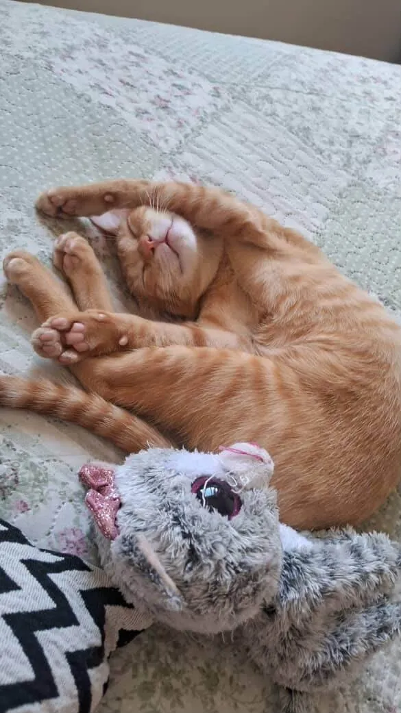 Gato ra a SRD-ViraLata idade 2 a 6 meses nome Batata