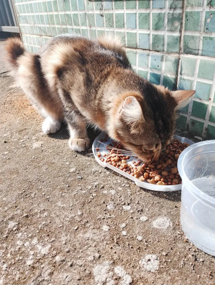 Gato ra a SRD-ViraLata idade 2 a 6 meses nome Jasmim 