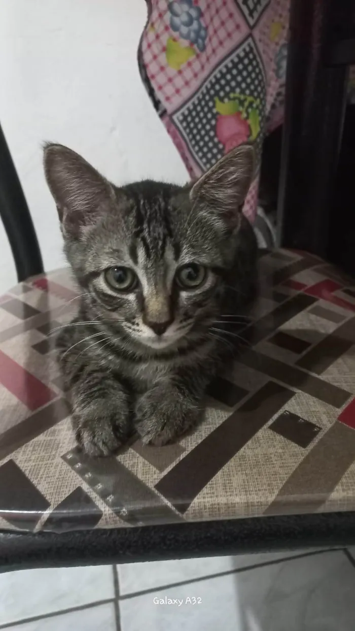 Gato ra a SRD-ViraLata idade 2 a 6 meses nome Afonso