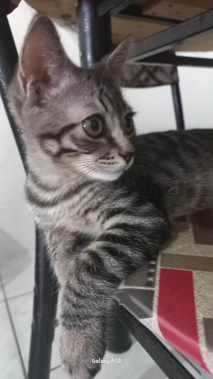 Gato ra a SRD-ViraLata idade 2 a 6 meses nome Afonso