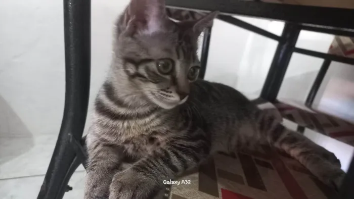 Gato ra a SRD-ViraLata idade 2 a 6 meses nome Afonso